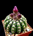 Нажмите на изображение для увеличения.

Название:	Notocactus uebelmannianus HU 78.jpg
Просмотров:	163
Размер:	124.2 Кб
ID:	340509