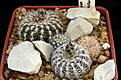 Нажмите на изображение для увеличения.

Название:	Gymnocalycium bruchii.jpg
Просмотров:	481
Размер:	246.7 Кб
ID:	340511