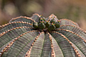 Нажмите на изображение для увеличения.

Название:	Euphorbia obesa.jpg
Просмотров:	137
Размер:	224.2 Кб
ID:	340514