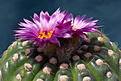 Нажмите на изображение для увеличения.

Название:	Notocactus uebelmannianus-2 .jpg
Просмотров:	135
Размер:	221.3 Кб
ID:	340516