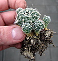 Нажмите на изображение для увеличения.

Название:	Gymnocalycium  andreae ssp. VG-1176.jpg
Просмотров:	430
Размер:	128.1 Кб
ID:	340518