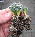 Нажмите на изображение для увеличения.

Название:	Gymnocalycium  andreae ssp. VG-1176_2.jpg
Просмотров:	433
Размер:	155.9 Кб
ID:	340519