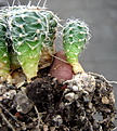 Нажмите на изображение для увеличения.

Название:	Gymnocalycium  andreae ssp. VG-1176_3.jpg
Просмотров:	403
Размер:	148.1 Кб
ID:	340520