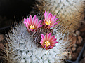 Нажмите на изображение для увеличения.

Название:	Turbinicarpus_subterraneus_zaragozae_SB1137.jpg
Просмотров:	172
Размер:	209.2 Кб
ID:	340536