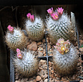 Нажмите на изображение для увеличения.

Название:	Turbinicarpus_subterraneus_zaragozae_SB1137_.jpg
Просмотров:	182
Размер:	223.8 Кб
ID:	340537