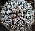 Нажмите на изображение для увеличения.

Название:	Gymnocalycium_bruchii_HA230.jpg
Просмотров:	405
Размер:	198.3 Кб
ID:	340538