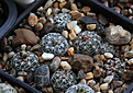 Нажмите на изображение для увеличения.

Название:	Gymnocalycium_bruchii_glaucum_VG471_Los_Reartes_Cord_803m.jpg
Просмотров:	444
Размер:	222.1 Кб
ID:	340539