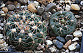 Нажмите на изображение для увеличения.

Название:	Gymnocalycium_bruchii_matznetteri_VG1172_Padre_liquena_Cord_1817m.jpg
Просмотров:	426
Размер:	220.6 Кб
ID:	340540