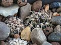 Нажмите на изображение для увеличения.

Название:	Gymnocalycium_bruchii_parvulum_complex_JPR92-103-248.jpg
Просмотров:	437
Размер:	193.4 Кб
ID:	340541