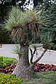 Нажмите на изображение для увеличения.

Название:	B. stricta.jpg
Просмотров:	215
Размер:	158.4 Кб
ID:	340568