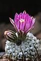 Нажмите на изображение для увеличения.

Название:	Turbinicarpus_pseudopectinatus_rubriflorus_.jpg
Просмотров:	145
Размер:	179.6 Кб
ID:	340625