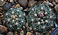 Нажмите на изображение для увеличения.

Название:	Gymnocalycium_andreae_form_VG475_Sa_Comenchingones_Cord_1552m.jpg
Просмотров:	433
Размер:	202.1 Кб
ID:	340626