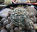 Нажмите на изображение для увеличения.

Название:	Gymnocalycium_andreae_RUS22.jpg
Просмотров:	389
Размер:	174.5 Кб
ID:	340627