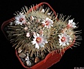 Нажмите на изображение для увеличения.

Название:	Mammillaria pennispinosa v.nazasensis.JPG
Просмотров:	172
Размер:	275.7 Кб
ID:	340643