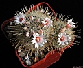 Нажмите на изображение для увеличения.

Название:	Mammillaria pennispinosa v.nazasensis.JPG
Просмотров:	218
Размер:	275.7 Кб
ID:	340643
