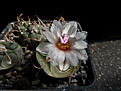 Нажмите на изображение для увеличения.

Название:	Turbinicarpus_polaskii.jpg
Просмотров:	227
Размер:	180.5 Кб
ID:	340644
