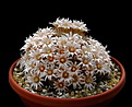 Нажмите на изображение для увеличения.

Название:	Mammillaria pennispinosa.jpg
Просмотров:	220
Размер:	142.7 Кб
ID:	340648