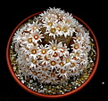 Нажмите на изображение для увеличения.

Название:	Mammillaria pennispinosa2.jpg
Просмотров:	172
Размер:	151.2 Кб
ID:	340649