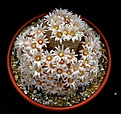 Нажмите на изображение для увеличения.

Название:	Mammillaria pennispinosa2.jpg
Просмотров:	210
Размер:	151.2 Кб
ID:	340649