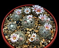 Нажмите на изображение для увеличения.

Название:	Mammillaria aureilanata.jpg
Просмотров:	249
Размер:	194.7 Кб
ID:	340650