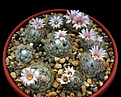 Нажмите на изображение для увеличения.

Название:	Mammillaria aureilanata.jpg
Просмотров:	179
Размер:	194.7 Кб
ID:	340650