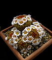 Нажмите на изображение для увеличения.

Название:	Mammillaria carmenae v. rubrispina.jpg
Просмотров:	241
Размер:	100.8 Кб
ID:	340651