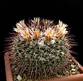 Нажмите на изображение для увеличения.

Название:	Mammillaria gigantea L1118.jpg
Просмотров:	219
Размер:	169.8 Кб
ID:	340652