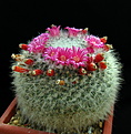 Нажмите на изображение для увеличения.

Название:	Mammillaria hahniana.jpg
Просмотров:	206
Размер:	151.9 Кб
ID:	340653