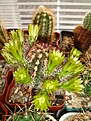 Нажмите на изображение для увеличения.

Название:	Echinocereus viridiflorus.JPG
Просмотров:	205
Размер:	142.0 Кб
ID:	340661