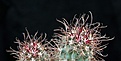 Нажмите на изображение для увеличения.

Название:	Sclerocactus parviflorus RP135_4y_7.8.13.jpg
Просмотров:	262
Размер:	71.0 Кб
ID:	340662