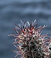 Нажмите на изображение для увеличения.

Название:	Sclerocactus parviflorus RP135_4y_7.8.13.jpg5 (1)_.jpg
Просмотров:	263
Размер:	92.6 Кб
ID:	340663