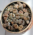 Нажмите на изображение для увеличения.

Название:	Lithops.JPG
Просмотров:	214
Размер:	142.2 Кб
ID:	340667