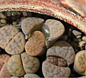 Нажмите на изображение для увеличения.

Название:	Lithops2.JPG
Просмотров:	275
Размер:	134.6 Кб
ID:	340668