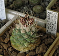 Нажмите на изображение для увеличения.

Название:	Strombocactus disciformis Repp 1734.jpg
Просмотров:	160
Размер:	206.8 Кб
ID:	340669