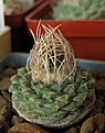 Нажмите на изображение для увеличения.

Название:	Strombocactus jarmilae (minimus) MK 85.281.jpg
Просмотров:	146
Размер:	179.0 Кб
ID:	340670