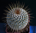 Нажмите на изображение для увеличения.

Название:	Mammillaria-dixanthocentron.jpg
Просмотров:	157
Размер:	236.4 Кб
ID:	340673