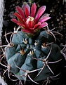 Нажмите на изображение для увеличения.

Название:	Gymnocalycium carmin.jpg
Просмотров:	138
Размер:	159.4 Кб
ID:	340685