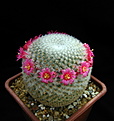 Нажмите на изображение для увеличения.

Название:	1_Mammillaria supertexta.jpg
Просмотров:	209
Размер:	111.4 Кб
ID:	340695