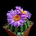Нажмите на изображение для увеличения.

Название:	1_Notocactus uebelmannianus HU 78.jpg
Просмотров:	208
Размер:	110.7 Кб
ID:	340696