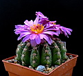Нажмите на изображение для увеличения.

Название:	1_Notocactus uebelmannianus HU 78...jpg
Просмотров:	203
Размер:	146.0 Кб
ID:	340697