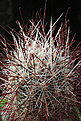 Нажмите на изображение для увеличения.

Название:	Sclerocactus_polyancistrus_VCCB007_Tonopahy_Country_Nev.jpg
Просмотров:	273
Размер:	201.7 Кб
ID:	340698