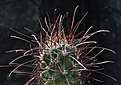 Нажмите на изображение для увеличения.

Название:	Sclerocactus_parviflorus_terrae_canyoae_SB1090.jpg
Просмотров:	222
Размер:	217.4 Кб
ID:	340699