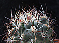 Нажмите на изображение для увеличения.

Название:	Sclerocactus_glaucus_franklinii_Della_Co_Franklini.jpg
Просмотров:	246
Размер:	228.1 Кб
ID:	340700