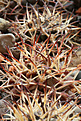 Нажмите на изображение для увеличения.

Название:	Gymnocalycium_schickendanzii_bergeri_GN90-308.jpg
Просмотров:	145
Размер:	180.4 Кб
ID:	340702