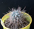 Нажмите на изображение для увеличения.

Название:	Sclerocactus polyancistrus_4.14.JPG
Просмотров:	220
Размер:	105.4 Кб
ID:	340704