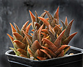 Нажмите на изображение для увеличения.

Название:	Haworthia_nigra_Fish_River.jpg
Просмотров:	276
Размер:	211.6 Кб
ID:	340709