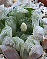 Нажмите на изображение для увеличения.

Название:	Haworthia_obtusa_pilifera_variegated_Japan.jpg
Просмотров:	243
Размер:	185.0 Кб
ID:	340710