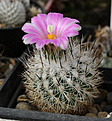 Нажмите на изображение для увеличения.

Название:	Turbinicarpus_beguinii_f_CC873_Saltillo_Coah.jpg
Просмотров:	163
Размер:	216.1 Кб
ID:	340730