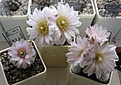 Нажмите на изображение для увеличения.

Название:	Gymnocalycium_bruchii_niveum_WR727_7y_group.JPG
Просмотров:	142
Размер:	113.7 Кб
ID:	340739