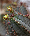 Нажмите на изображение для увеличения.

Название:	Euphorbia_tubiglans.jpg
Просмотров:	249
Размер:	135.5 Кб
ID:	340744